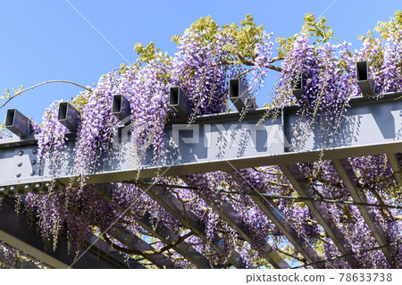 千葉縣 Shotoyama 日本寺廟紫藤花 78633738