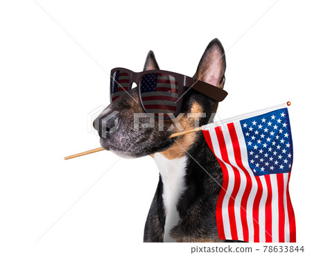 independence day 4th of july dog independence day 4th of july dog 78633844