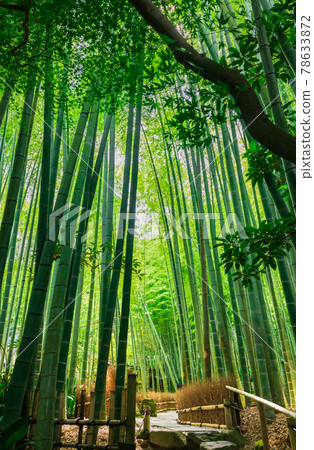 Early summer Kamakura Hokokuji vertical composition 78633872