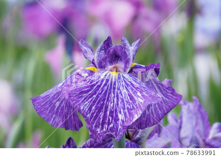 哈娜莎華 78633991