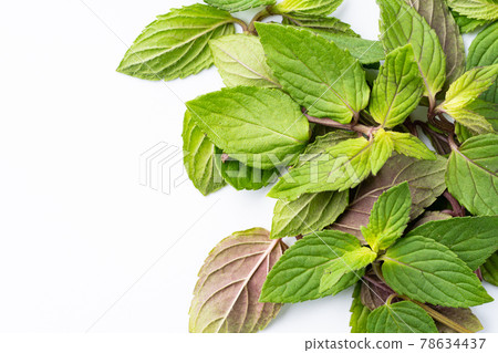 peppermint peppermint 78634437