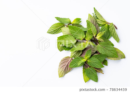 薄荷 78634439