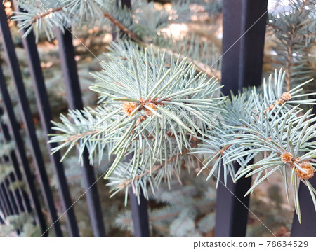 Emerald blue spruce tree and metal rods fence. Young fur tree. Closeup Emerald blue spruce tree and metal rods fence. Young fur tree. Closeup 78634529
