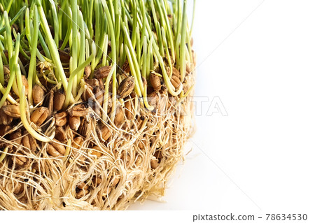 Fresh sprouted wheat grass, roots. Close-up, copy space. Healthy food concept. Fresh sprouted wheat grass, roots. Close-up, copy space. Healthy food concept. 78634530