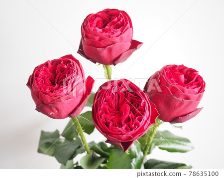 4 roses 78635100