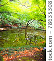 Fresh green and autumn leaves reflected in the pond 78635308