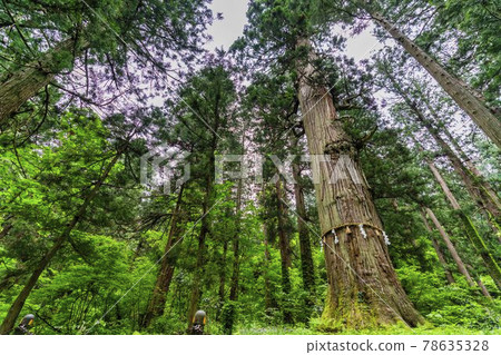初夏 出羽三山神社 山形縣鶴岡市地事杉 78635328