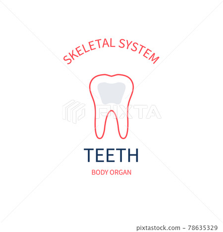 Skeletal system anatomy infographic poster of tooth 78635329