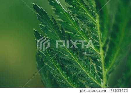 Texture of green leaves. Natural summer background. 78635473