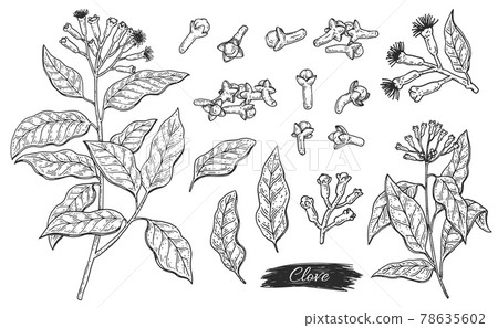 Set ingredient of clove aroma plant - flowers, leaves, branch and buds Set ingredient of clove aroma plant - flowers, leaves, branch and buds 78635602