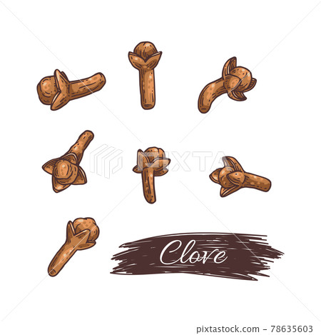 Dried clove sticks or buds set colored engraving vector illustration isolated. Dried clove sticks or buds set colored engraving vector illustration isolated. 78635603