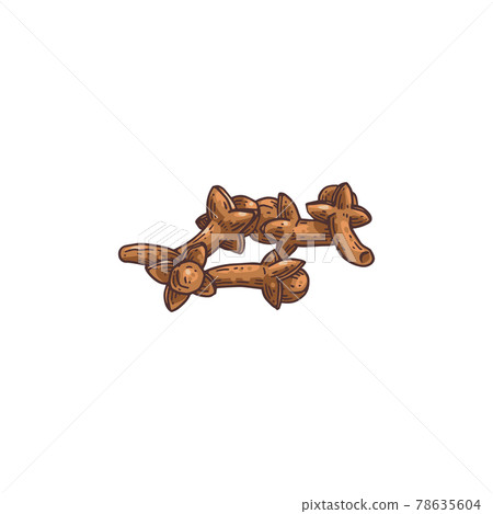 Isolated vector illustration of dried clove plant buds, aroma herbal spice. Isolated vector illustration of dried clove plant buds, aroma herbal spice. 78635604