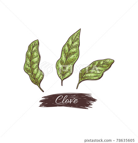 Emblem or logo with clove leaves, engraving style vector illustration isolated. Emblem or logo with clove leaves, engraving style vector illustration isolated. 78635605