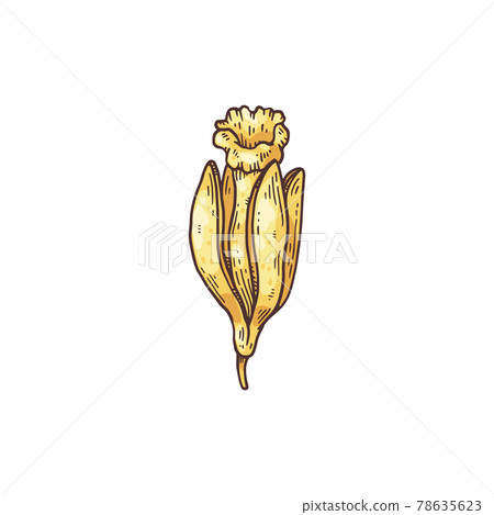 Blooming flower of Vanilla orchid hand drawn engraving vector illustration. Blooming flower of Vanilla orchid hand drawn engraving vector illustration. 78635623