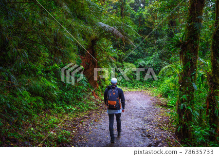 Tourist walking through the jungle of Monteverde Cloud Forest, Costa Rica Tourist walking through the jungle of Monteverde Cloud Forest, Costa Rica 78635733