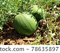 Unripe watermelons in the fields in Israel 78635897