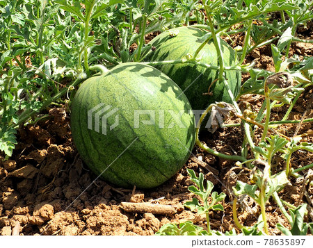 Unripe watermelons in the fields in Israel Unripe watermelons in the fields in Israel 78635897