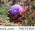 Pretty organic purple artichoke flower in bloom 78635900