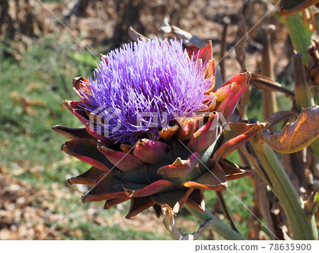 Pretty organic purple artichoke flower in bloom 78635900