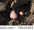 Israeli potatoes in the ground during harvest 78635903