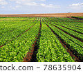Fresh lettuce field in Israel 78635904