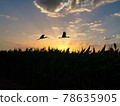 Glossy ibises fly on the background of sunrise 78635905