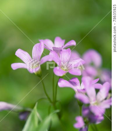 Pink Woodsorrel in the daytime on a sunny day 1 78635925