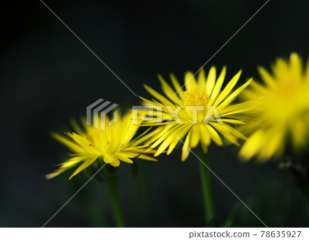 克拉基亞下午 1 78635927