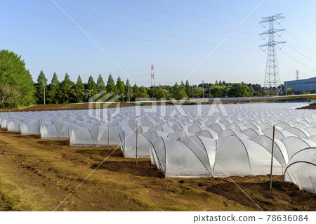 菜地中的乙烯基隧道 菜地中的乙烯基隧道 78636084