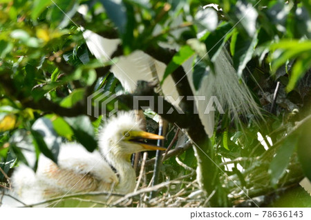 Little egret chick 78636143
