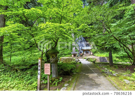 初夏的出羽三山神社，山形縣鶴岡市島輪櫻花和原井川神社 78636216
