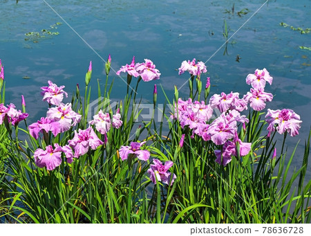 Iris Iris 78636728