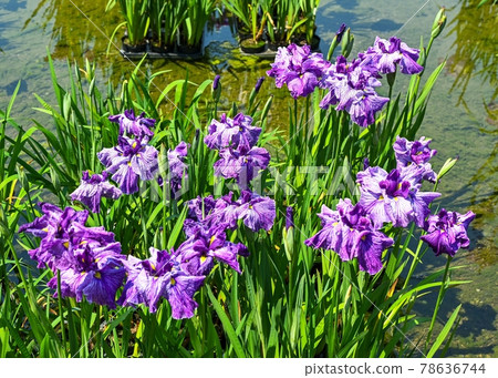 Iris Iris 78636744