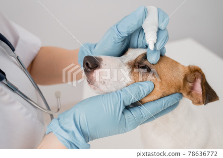 Female veterinarian dripping eye drops to jack russell terrier dog on white background. Female veterinarian dripping eye drops to jack russell terrier dog on white background. 78636772