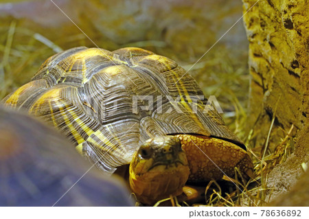 Close-up on a small turtle in the park. 78636892
