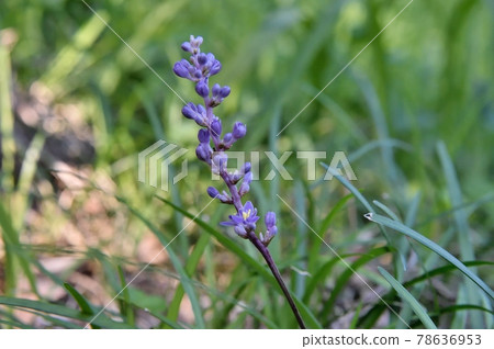 Yaburan花 Yaburan花 78636953