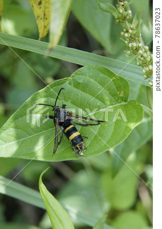 Black amata fortunei perching on green leaves Black amata fortunei perching on green leaves 78637023