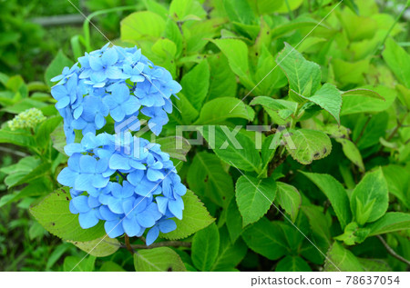 Light blue hydrangea 78637054