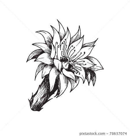 Exotic tropical bloom cactus, prickly desert succulent plant with flower. Exotic tropical bloom cactus, prickly desert succulent plant with flower. 78637074