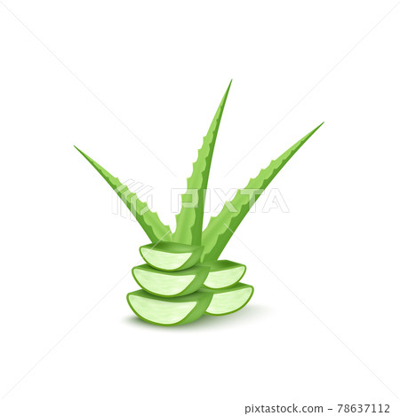 Composition of aloe vera leaves whole and cut,flat vector illustration isolated. Composition of aloe vera leaves whole and cut,flat vector illustration isolated. 78637112