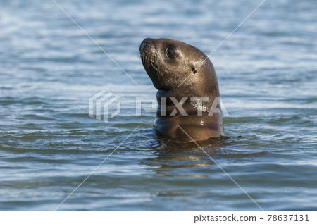 Sea Lion , Patagonia, Argentina 78637131