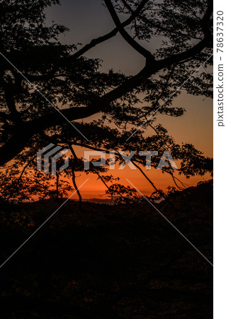 Dusk and shade of trees Dusk and shade of trees 78637320