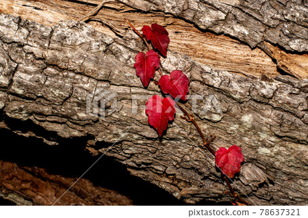 Red leaves entwined in a tree 78637321