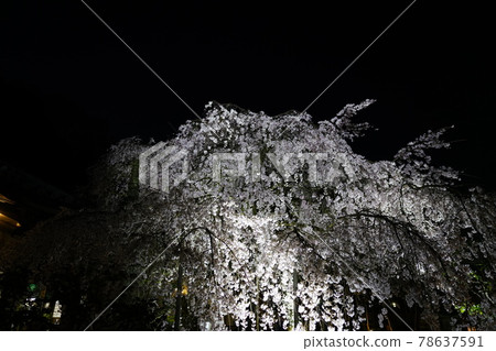 Exclusive temple night cherry blossoms 78637591