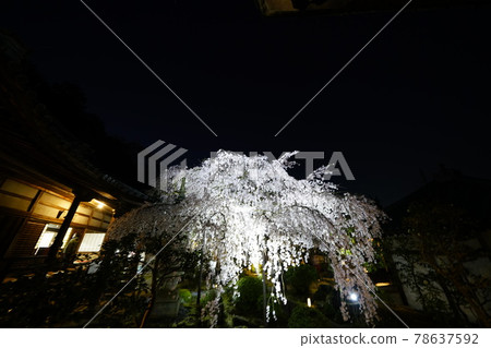 Exclusive temple night cherry blossoms 78637592