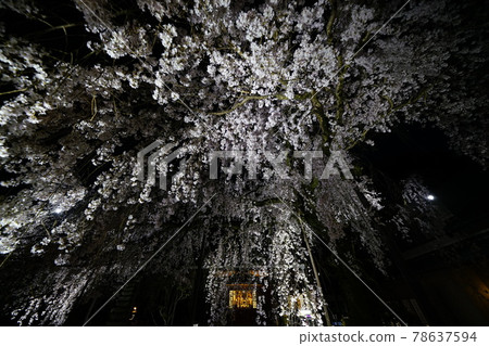 獨家寺廟夜櫻 獨家寺廟夜櫻 78637594