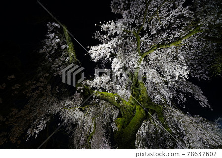 獨家寺廟夜櫻 獨家寺廟夜櫻 78637602