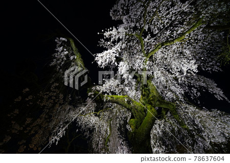 獨家寺廟夜櫻 獨家寺廟夜櫻 78637604