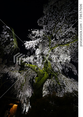 獨家寺廟夜櫻 獨家寺廟夜櫻 78637606