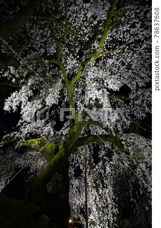 Exclusive temple night cherry blossoms Exclusive temple night cherry blossoms 78637608